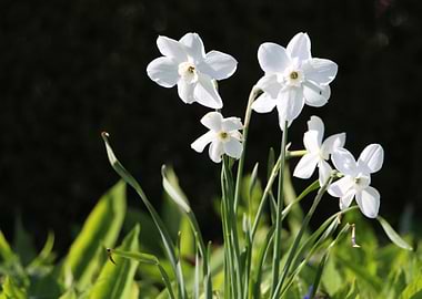 White Narcissus Flowers in the sun