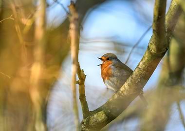 Singing Robin on a Branch