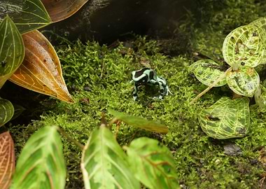 Green and Black Poison Dart Frog