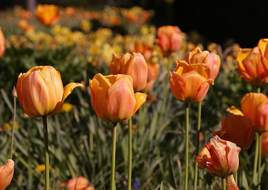 Orange Tulips in a Field