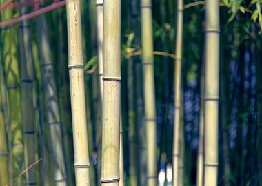 Bamboo Forest Close-Up
