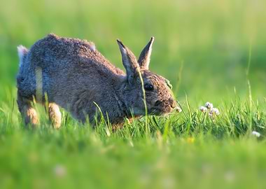 Rabbit smelling Flower