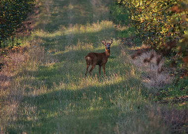 Deer in Grassy Field