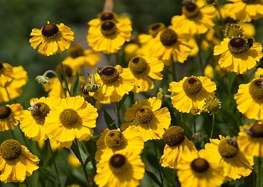 Bright Yellow Helenium Flowers with Bees