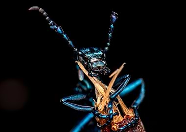 Iridescent Beetle Close-Up