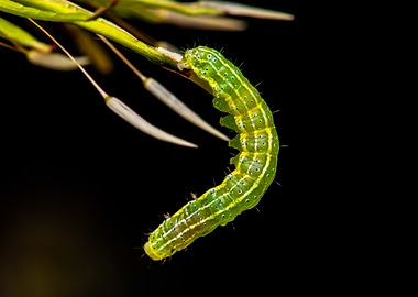 Green Caterpillar on Plant Stem