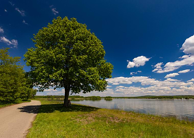Tree by the Lake on Sunny Day, Poland