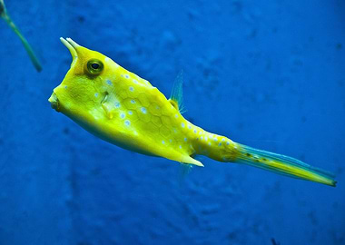 Yellow Longhorn Cowfish Swimming in Blue Water