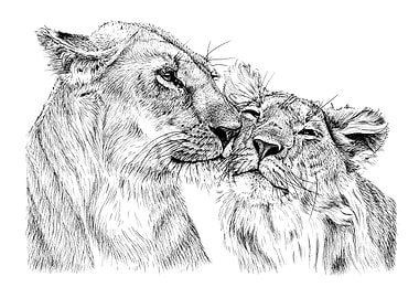 Lioness and Cub Ink Drawing