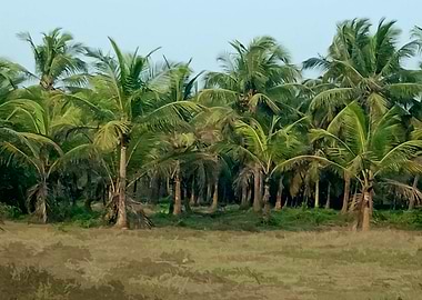 Lush Palm Tree Grove AN1