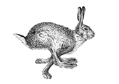 Running Hare Ink Drawing
