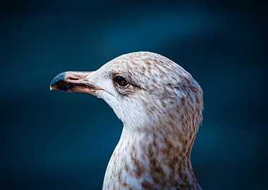 Seagull facing the deep blue sea