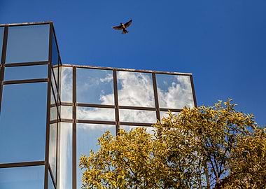 Bird Flying Over Reflective Building