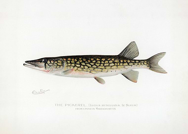 Pickerel Fish Vintage Illustration