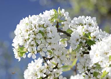 White Blossoms Against Blue Sky