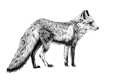 Fox Illustration in Black and White