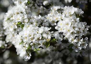 White Blossoms in Spring