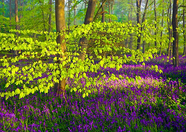 Bluebell Forest in Spring