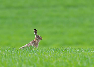 Hare in Green Field