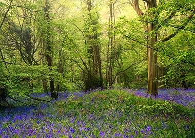 Bluebell Dreamy Forest in Spring