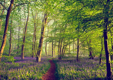 Bluebell Forest Path