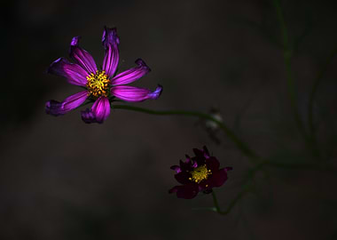 Moody Cosmos Flowers in Darkness