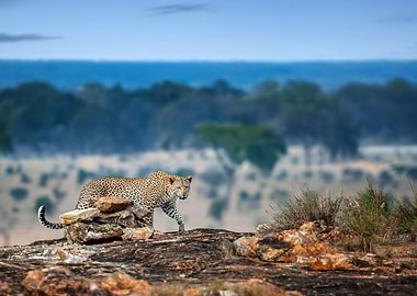 Leopard on Rocky Outcrop