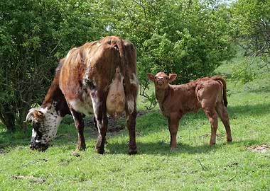 Cow and Calf
