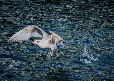 Seagull fishing against the deep blue sea