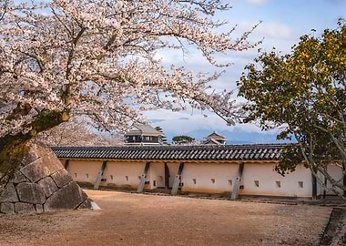 Matsuyama Castle Cherry Blossoms, Japan