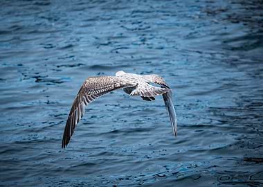 Seagull flying against the deep blue sea