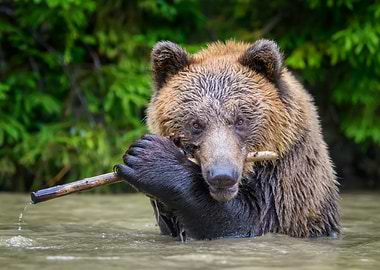 Grizzly Bear with Stick in Water