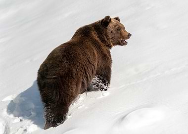 Brown Bear in Snow