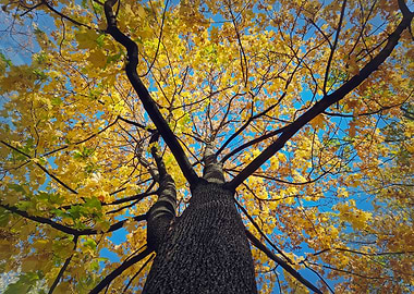 Autumn Oak Canopy Against Blue Sky