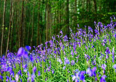 Bluebells in a Forest