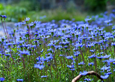 Field of Blue Flowers in South Africa