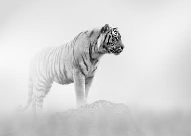 Tiger in Monochrome