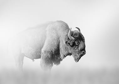 Monochrome Bison Portrait