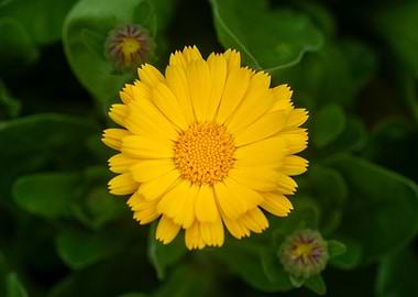 Bright Yellow Calendula Flower Close-Up