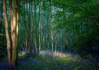 English Forest in Spring
