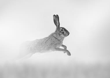 Hare in run, Monochrome