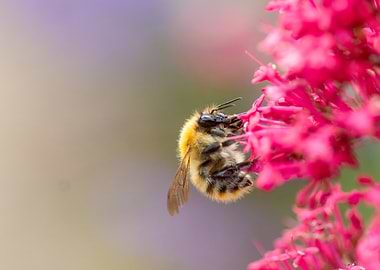 Bee on Pink Flowers