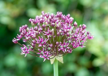 Allium Flower Head Close-Up