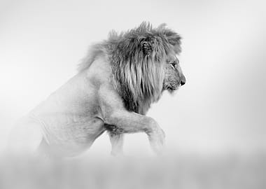 Monochrome Lion Portrait