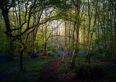 Forest in the Morning