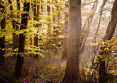 Sunlit Forest with Bluebells