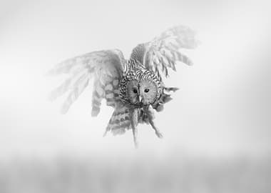 Owl in Flight, Black and White