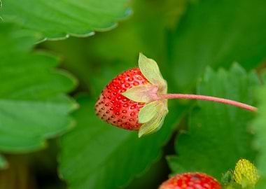 Close-up of a Strawberry