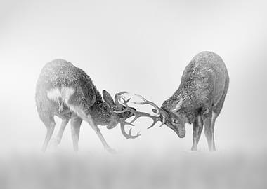 Deer Fight in the fog