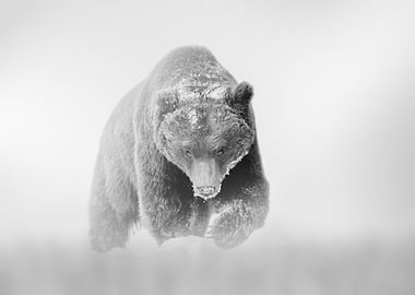 Monochrome Bear in Snowy Landscape